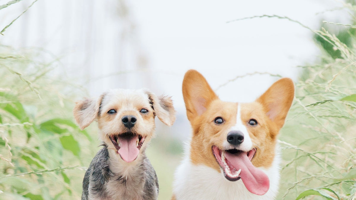 Two dogs outdoors