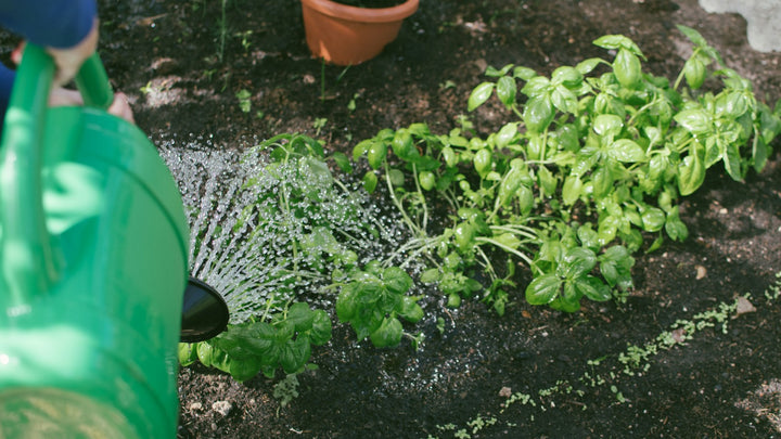 Watering plants in a garden